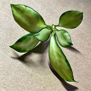 Hoya Heuschkeliana Variegata ~ now ROOTED